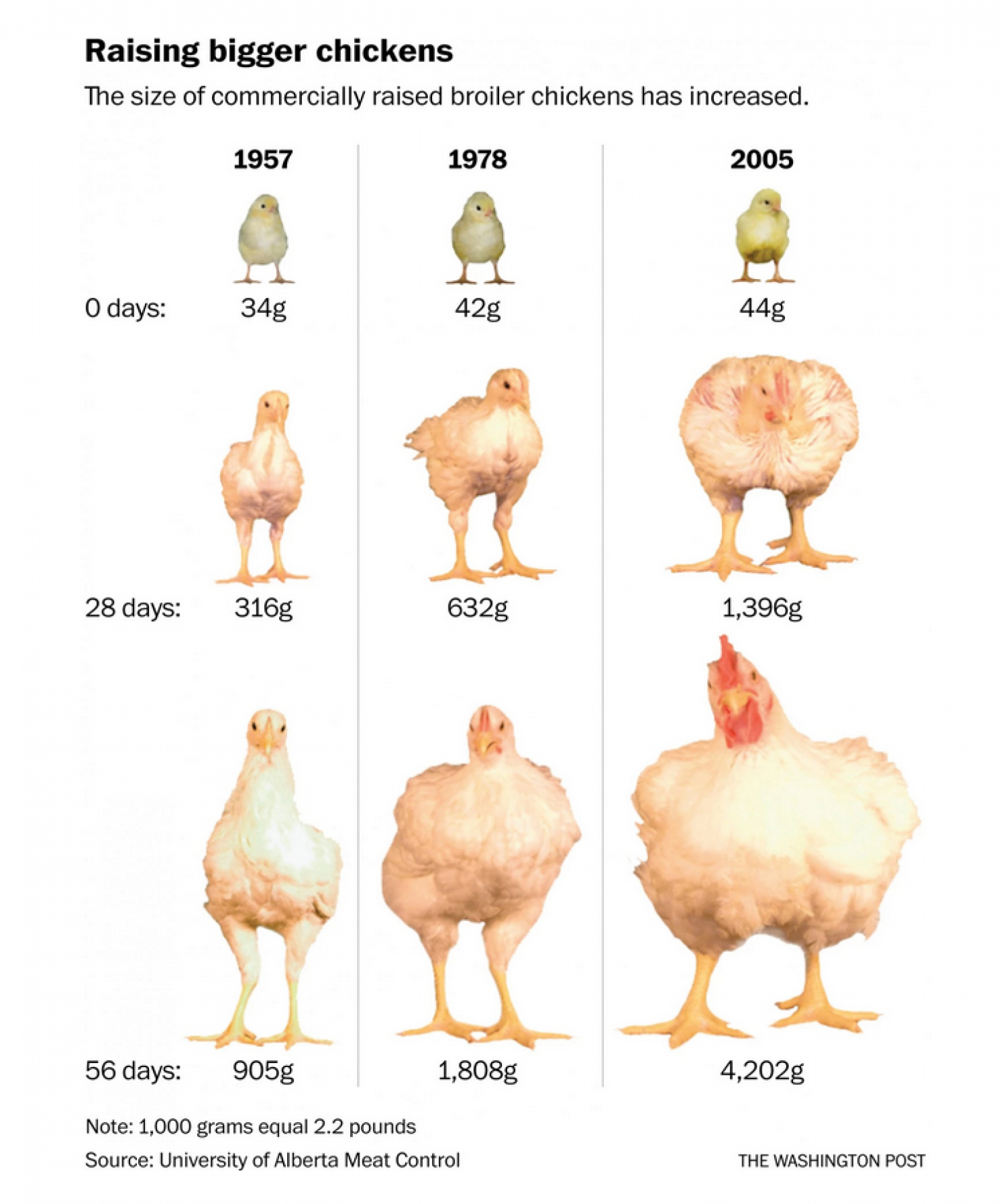 Kurczaki na przestrzeni lat 